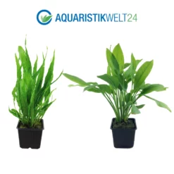 Mutterpflanzen Set Mit 3 Tropica XL Topf Pflanzen Aquariumpflanzenset Nr.121 -Haus Dekoration Verkaufsgeschäft Mutterpflanzen Set mit 3 Tropica XL Topf Pflanzen Aquariumpflanzenset Nr 121 4 27273