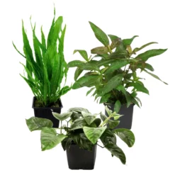Mutterpflanzen Set Mit 3 Tropica XL Topf Pflanzen Aquariumpflanzenset Nr.123