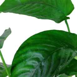 Mutterpflanzen Set Mit 3 Tropica XL Topf Pflanzen Aquariumpflanzenset Nr.123 -Haus Dekoration Verkaufsgeschäft Mutterpflanzen Set mit 3 Tropica XL Topf Pflanzen Aquariumpflanzenset Nr 123 101u 1 27274