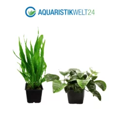 Mutterpflanzen Set Mit 3 Tropica XL Topf Pflanzen Aquariumpflanzenset Nr.123 -Haus Dekoration Verkaufsgeschäft Mutterpflanzen Set mit 3 Tropica XL Topf Pflanzen Aquariumpflanzenset Nr 123 3 27274