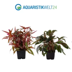 Mutterpflanzen Set Mit 3 Tropica XL Topf Pflanzen Aquariumpflanzenset Nr.122 -Haus Dekoration Verkaufsgeschäft Mutterpflanzen Set mit 3 Tropica XL Topf Pflanzen Aquariumpflanzenset Nr 60 3 25412