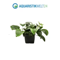 Mutterpflanzen Set Mit 3 Tropica XL Topf Pflanzen Aquariumpflanzenset Nr.122 -Haus Dekoration Verkaufsgeschäft Mutterpflanzen Set mit 3 Tropica XL Topf Pflanzen Aquariumpflanzenset Nr 60 4 25412