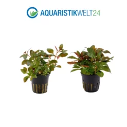 Pflanzen Set Mit 3 Schönen Roten Wasserpflanzen Nr.102 -Haus Dekoration Verkaufsgeschäft Pflanzen Set Nr 101 023 023D 033D 035A 035B 3 27255