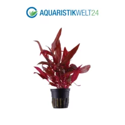 Pflanzen Set Mit 3 Schönen Roten Wasserpflanzen Nr.102 -Haus Dekoration Verkaufsgeschäft Pflanzen Set Nr 101 023 023D 033D 035A 035B 4 27255