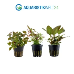 Pflanzen Set Mit 5 Schönen Roten Wasserpflanzen Nr.103 -Haus Dekoration Verkaufsgeschäft Pflanzen Set Nr 102 023D 035A 033D 3 1 27256