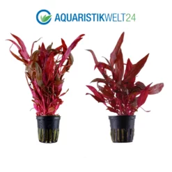 Pflanzen Set Mit 5 Schönen Roten Wasserpflanzen Nr.103 -Haus Dekoration Verkaufsgeschäft Pflanzen Set Nr 102 023D 035A 033D 4 1 27256