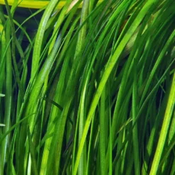 Pflanzen Set Mit 5 Einsteiger Wasserpflanzen Nr.106 -Haus Dekoration Verkaufsgeschäft Pflanzen Set Nr 104 071 053B 109 132C 101 055a 27259