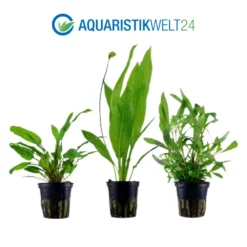 Pflanzen Set Mit 5 Einsteiger Wasserpflanzen Nr.104 -Haus Dekoration Verkaufsgeschäft Pflanzen Set Nr 104 071 053B 109 132C 101 3 27257