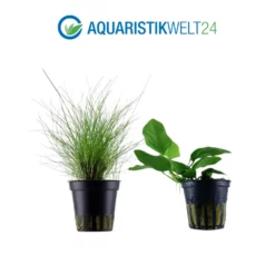 Pflanzen Set Mit 5 Einsteiger Wasserpflanzen Nr.104 -Haus Dekoration Verkaufsgeschäft Pflanzen Set Nr 104 071 053B 109 132C 101 4 27257