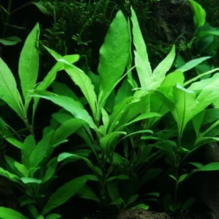 Pflanzen Set Mit 5 Einsteiger Wasserpflanzen Nr.104 -Haus Dekoration Verkaufsgeschäft Pflanzen Set Nr 104 071 053B 109 132C 101 Aquariumpflanze Bacopa caroliniana von Tropica Nr 1 27257