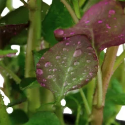 Pflanzen Set Mit 5 Einsteiger Wasserpflanzen Nr.127 10 Pflanzen Set Mit 5 Einsteiger Wasserpflanzen Nr.127 -Haus Dekoration Verkaufsgeschäft Pflanzen Set Nr 105 043 101A 047C 040 023D 047c 29881