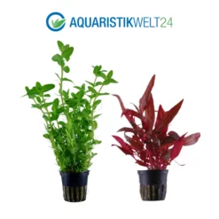 Pflanzen Set Mit 5 Einsteiger Wasserpflanzen Nr.105 -Haus Dekoration Verkaufsgeschäft Pflanzen Set Nr 105 043 101A 047C 040 023D 3 27258