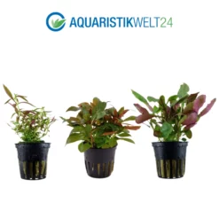 Pflanzen Set Mit 5 Einsteiger Wasserpflanzen Nr.127 9 Pflanzen Set Mit 5 Einsteiger Wasserpflanzen Nr.127 -Haus Dekoration Verkaufsgeschäft Pflanzen Set Nr 105 043 101A 047C 040 023D 3 29881