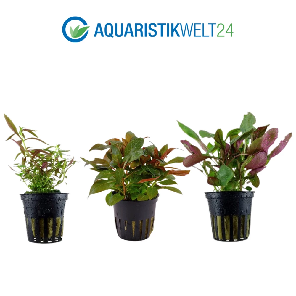 Pflanzen Set Mit 5 Einsteiger Wasserpflanzen Nr.127 4 Pflanzen Set Mit 5 Einsteiger Wasserpflanzen Nr.127 – Bild 4