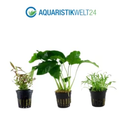 Pflanzen Set Mit 5 Einsteiger Wasserpflanzen Nr.105 -Haus Dekoration Verkaufsgeschäft Pflanzen Set Nr 105 043 101A 047C 040 023D 4 27258