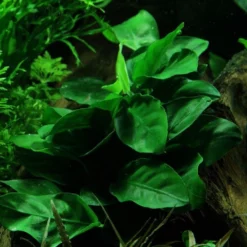 Pflanzen Set Mit 5 Einfachen Kleinen Wasserpflanzen Nr.107 -Haus Dekoration Verkaufsgeschäft Pflanzen Set Nr 107 132C 101 049G 025 053H 101 1 27260