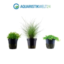 Pflanzen Set Mit 5 Einfachen Kleinen Wasserpflanzen Nr.107 -Haus Dekoration Verkaufsgeschäft Pflanzen Set Nr 107 132C 101 049G 025 053H 3 27260