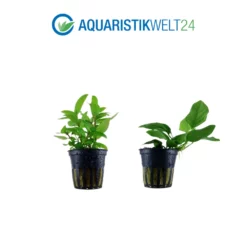 Pflanzen Set Mit 5 Einfachen Kleinen Wasserpflanzen Nr.107 -Haus Dekoration Verkaufsgeschäft Pflanzen Set Nr 107 132C 101 049G 025 053H 4 27260