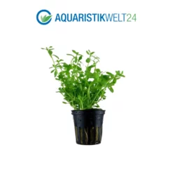 Pflanzen Set Mit 3 Einfachen Kleinen Wasserpflanzen Nr.108 -Haus Dekoration Verkaufsgeschäft Pflanzen Set Nr 107 132C 101 049G 025 053H 4 27261