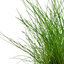 Pflanzen Set Mit 3 Einfachen Kleinen Wasserpflanzen Nr.109 -Haus Dekoration Verkaufsgeschäft Pflanzen Set Nr 109 132C 052D 139 132c 1 27262