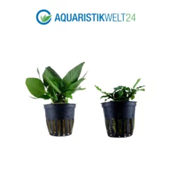 Pflanzen Set Mit 3 Einfachen Kleinen Wasserpflanzen Nr.109 -Haus Dekoration Verkaufsgeschäft Pflanzen Set Nr 109 132C 052D 139 4 27262