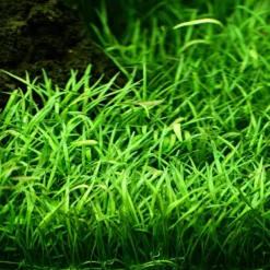 Pflanzen Set Mit 5 Einfachen Kleinen Wasserpflanzen Nr.112 -Haus Dekoration Verkaufsgeschäft Pflanzen Set Nr 111 048 044A 040 049G 053H 040 1 27264