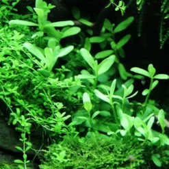 Pflanzen Set Mit 5 Einfachen Kleinen Wasserpflanzen Nr.112 -Haus Dekoration Verkaufsgeschäft Pflanzen Set Nr 111 048 044A 040 049G 053H 044a 1 27264