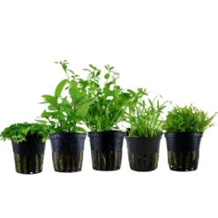 Pflanzen Set Mit 5 Einfachen Kleinen Wasserpflanzen Nr.112