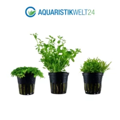 Pflanzen Set Mit 5 Einfachen Kleinen Wasserpflanzen Nr.112 -Haus Dekoration Verkaufsgeschäft Pflanzen Set Nr 111 048 044A 040 049G 053H 4 27264