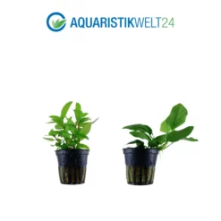 Pflanzen Set Mit 5 Vordergrund Wasserpflanzen Nr.111 -Haus Dekoration Verkaufsgeschäft Pflanzen Set Nr 111 101 049G 132C 023D 052D 3 27263