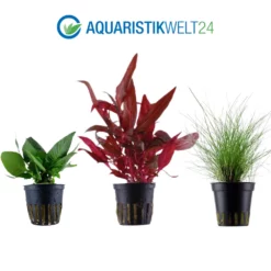 Pflanzen Set Mit 5 Vordergrund Wasserpflanzen Nr.111 -Haus Dekoration Verkaufsgeschäft Pflanzen Set Nr 111 101 049G 132C 023D 052D 4 27263