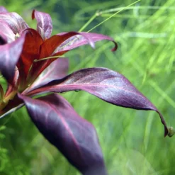 Pflanzen Set Mit 5 Mittelgrund Wasserpflanzen Nr.114 10 Pflanzen Set Mit 5 Mittelgrund Wasserpflanzen Nr.114 -Haus Dekoration Verkaufsgeschäft Pflanzen Set Nr 114 101A 103 035A 053F 008 35a 27266