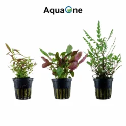 Pflanzen Set Mit 5 Mittelgrund Wasserpflanzen Nr.115 -Haus Dekoration Verkaufsgeschäft Pflanzen Set Nr 115 037 053C 047C 051A 039B 3 27267