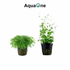 Pflanzen Set Mit 5 Mittelgrund Wasserpflanzen Nr.115 -Haus Dekoration Verkaufsgeschäft Pflanzen Set Nr 115 037 053C 047C 051A 039B 4 27267