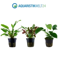 Pflanzen Set Mit 5 Mittelgrund Wasserpflanzen Nr.116 -Haus Dekoration Verkaufsgeschäft Pflanzen Set Nr 115 101U 109 053C 053F 008A 4 27268