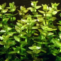 Pflanzen Set Mit 5 Hintergrund Wasserpflanzen Nr.117 11 Pflanzen Set Mit 5 Hintergrund Wasserpflanzen Nr.117 -Haus Dekoration Verkaufsgeschäft Pflanzen Set Nr 117 033D 071 043 053B 055A 043 1 27269