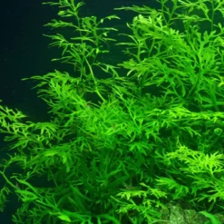 Pflanzen Set Mit 5 Hintergrund Wasserpflanzen Nr.118 10 Pflanzen Set Mit 5 Hintergrund Wasserpflanzen Nr.118 -Haus Dekoration Verkaufsgeschäft Pflanzen Set Nr 118 005 133A 035B 023 135 005a 1 27270