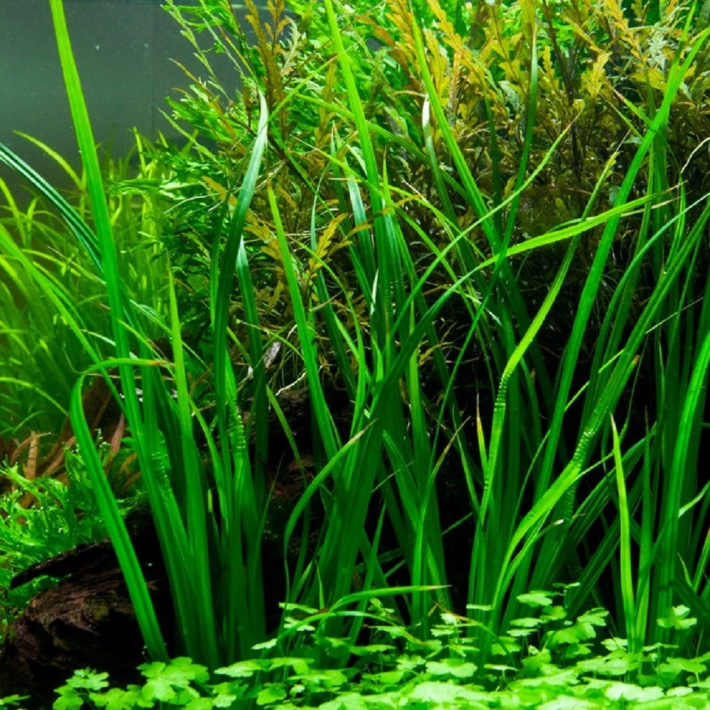 Pflanzen Set Mit 5 Hintergrund Wasserpflanzen Nr.118 6 Pflanzen Set Mit 5 Hintergrund Wasserpflanzen Nr.118 – Bild 6