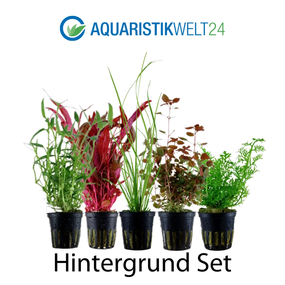 Pflanzen Set Mit 5 Hintergrund Wasserpflanzen Nr.118 2 Pflanzen Set Mit 5 Hintergrund Wasserpflanzen Nr.118 – Bild 2