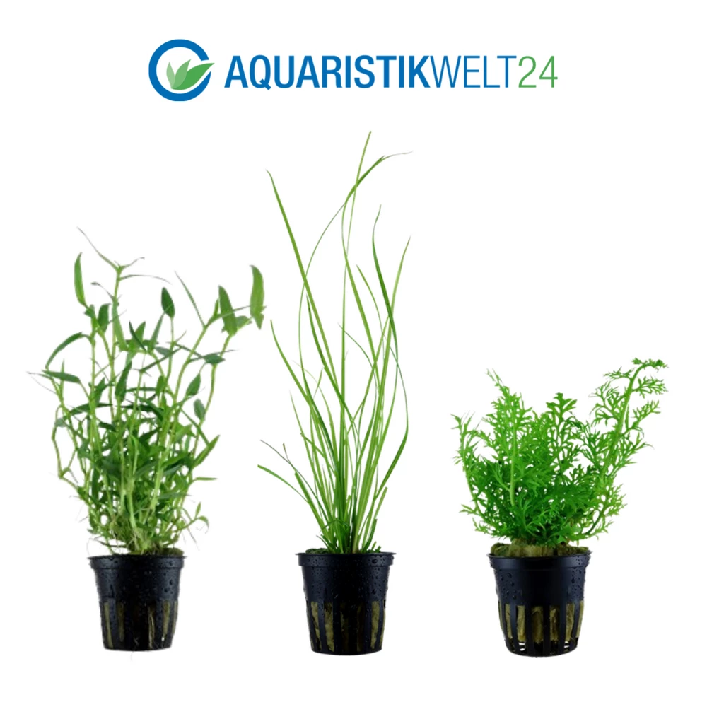 Pflanzen Set Mit 5 Hintergrund Wasserpflanzen Nr.118 3 Pflanzen Set Mit 5 Hintergrund Wasserpflanzen Nr.118 – Bild 3