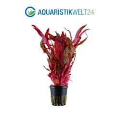 Pflanzen Set Mit 3 Hintergrund Wasserpflanzen Nr.124 9 Pflanzen Set Mit 3 Hintergrund Wasserpflanzen Nr.124 -Haus Dekoration Verkaufsgeschäft Pflanzen Set Nr 118 005 133A 035B 023 135 4 29878