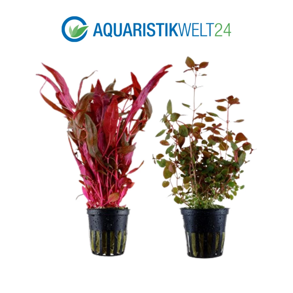 Pflanzen Set Mit 5 Hintergrund Wasserpflanzen Nr.118 4 Pflanzen Set Mit 5 Hintergrund Wasserpflanzen Nr.118 – Bild 4