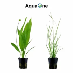 Pflanzen Set Mit 5 Hintergrund Wasserpflanzen Nr.119 -Haus Dekoration Verkaufsgeschäft Pflanzen Set Nr 119 053B 041B 054 071 023 3 27271