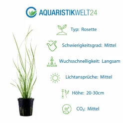 Gräser Set Mit 5 Gras Pflanzen Aquariumpflanzen Set Nr.129 -Haus Dekoration Verkaufsgeschäft Pflanzen Set Nr 119 053B 041B 054 071 023 4 29960