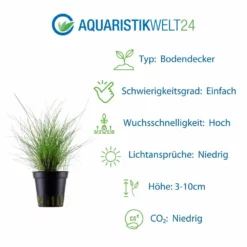 Gräser Set Mit 5 Gras Pflanzen Aquariumpflanzen Set Nr.129 -Haus Dekoration Verkaufsgeschäft Pflanzen Set Nr 119 053B 041B 054 071 023 5 29960