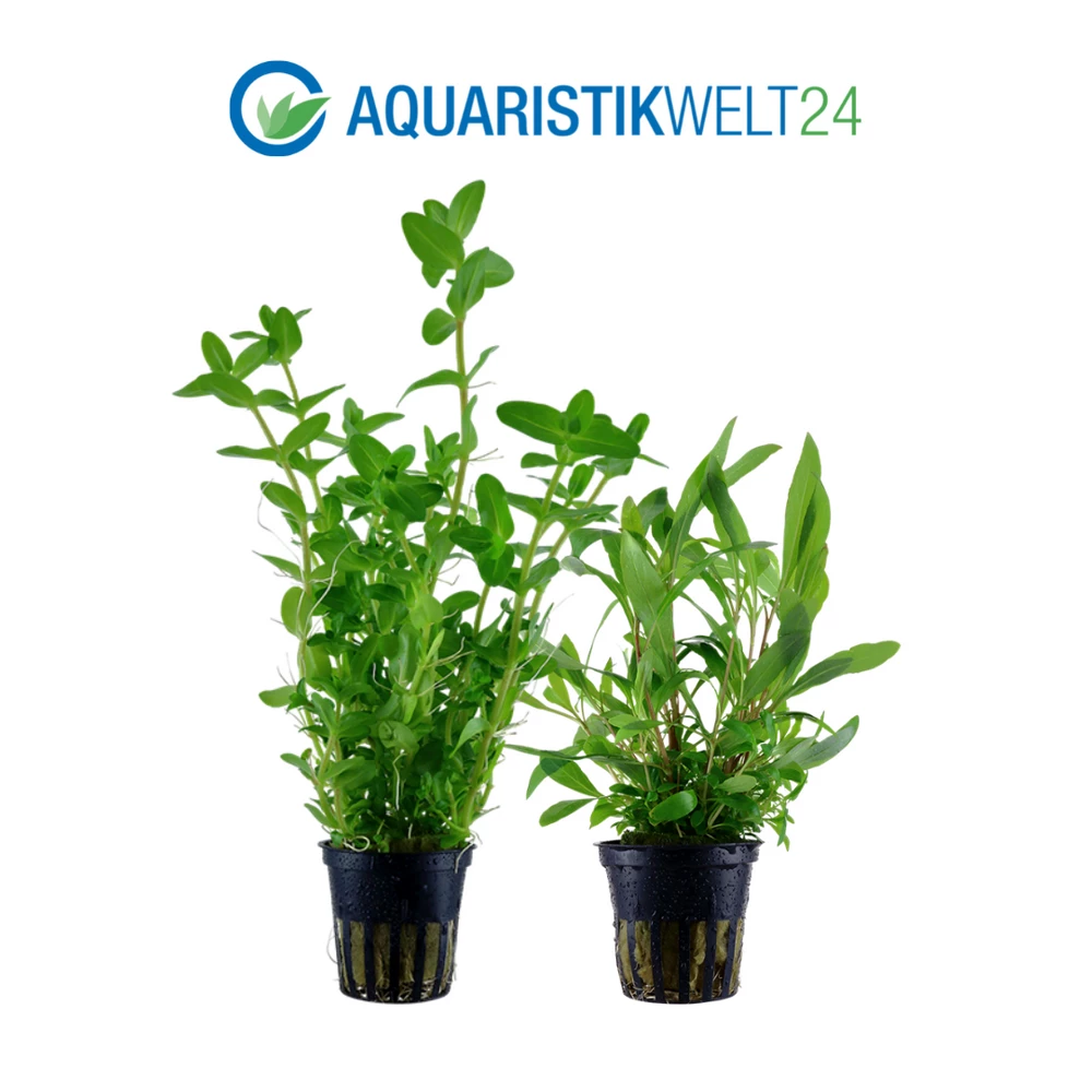 Pflanzen Set Mit 3 Hintergrund Wasserpflanzen Nr.124 3 Pflanzen Set Mit 3 Hintergrund Wasserpflanzen Nr.124 – Bild 3