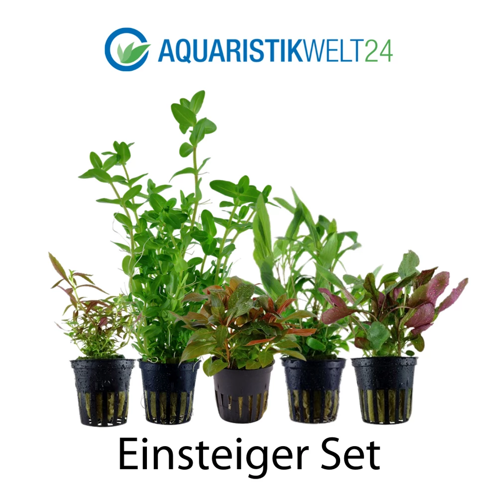 Pflanzen Set Mit 5 Einsteiger Wasserpflanzen Nr.127 2 Pflanzen Set Mit 5 Einsteiger Wasserpflanzen Nr.127 – Bild 2