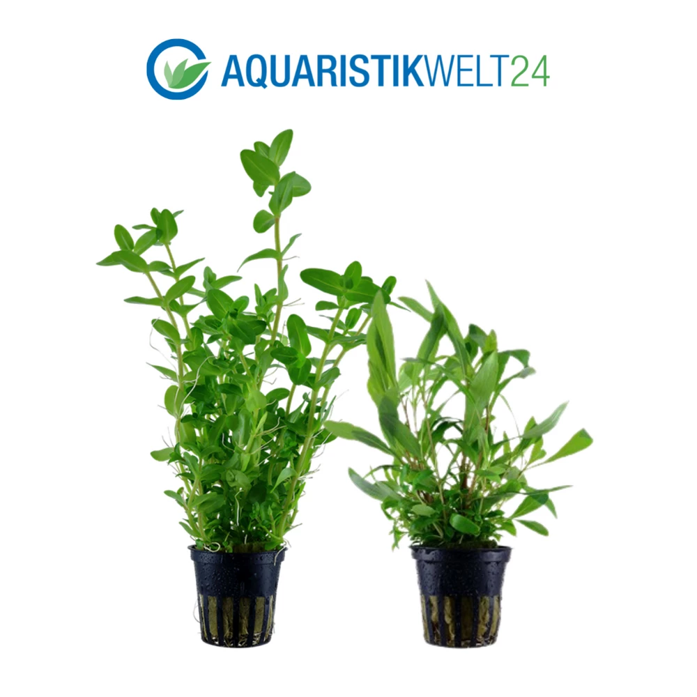 Pflanzen Set Mit 5 Einsteiger Wasserpflanzen Nr.127 3 Pflanzen Set Mit 5 Einsteiger Wasserpflanzen Nr.127 – Bild 3