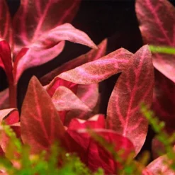 Pflanzen Set Mit 5 Schönen Roten Wasserpflanzen Nr.101 -Haus Dekoration Verkaufsgeschäft Pflanzen Set mit 3 schoenen roten Tropica Topf Pflanzen Aquariumpflanzenset Nr 13 023d 27254