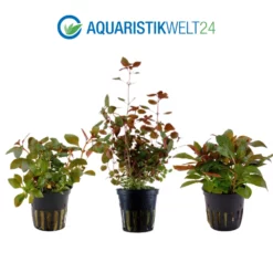 Pflanzen Set Mit 5 Schönen Roten Wasserpflanzen Nr.101 -Haus Dekoration Verkaufsgeschäft Pflanzen Set mit 3 schoenen roten Tropica Topf Pflanzen Aquariumpflanzenset Nr 13 3 27254